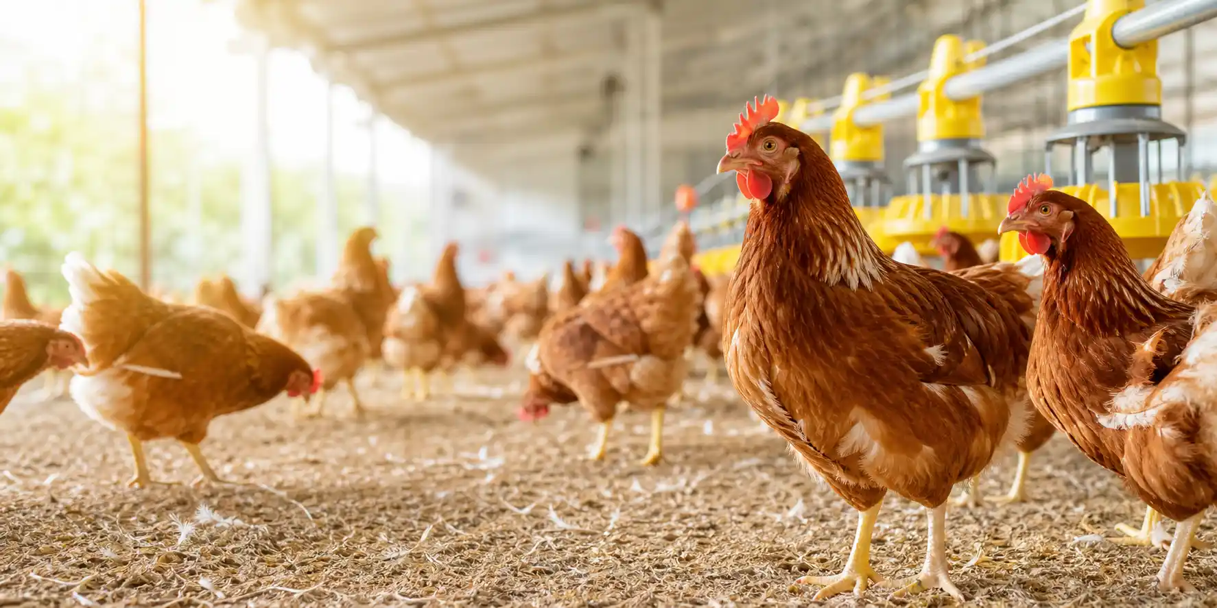 China Poultry Feed Supplement Factory: Global Production Hub
