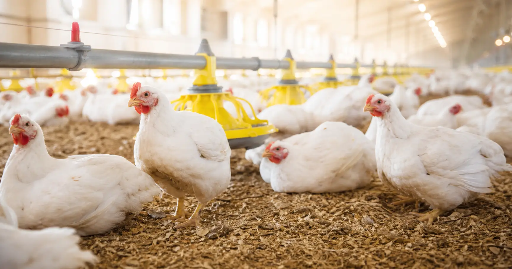 Necrotic Enteritis Prevention in Broilers: Feed Additive Strategies
