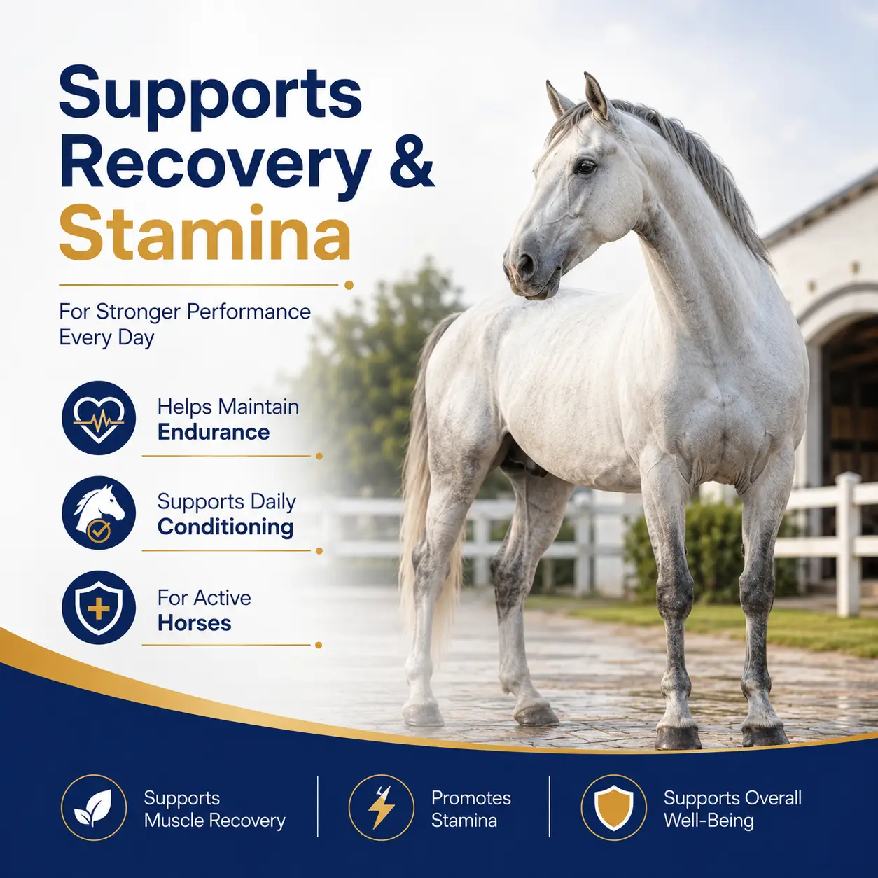 Acetyl L-Carnitine Soft Chews for Horses 4