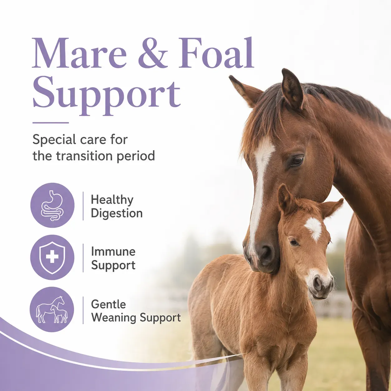 Milk Transition Soft Chews for Foals 4